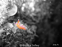 Nudi in the sea of cortez... by Brooke Jolley 